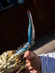 Ángel León_Crab 2026_© Alvaro Fernandez