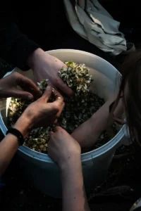 Nicolai Nørregaard_Kadeau Bornholm Foraging 2 (2026)_© Soren Reed